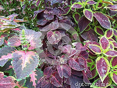 ColeusÂ is a formerÂ genusÂ ofÂ flowering plantsÂ in theÂ familyÂ Lamiaceae. Stock Photo